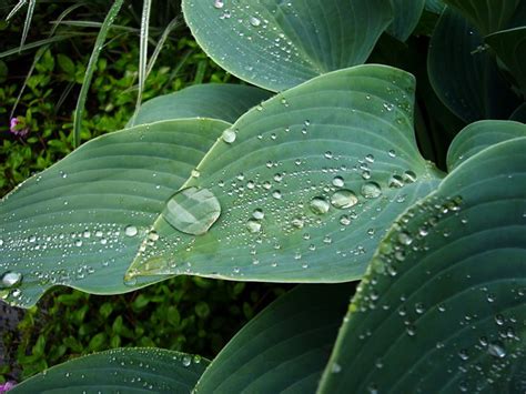 陰性植物|陰生植物(インセイショクブツ)とは？ 意味や使い方